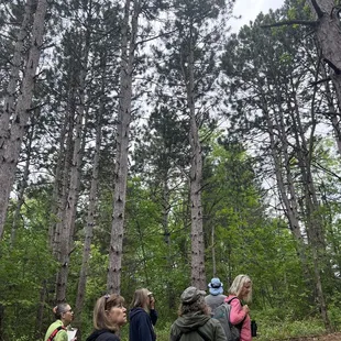 Pines!   Birdwatching group-we heard &amp; saw lots of birds!