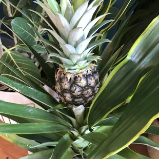 What a cute pineapple plant.