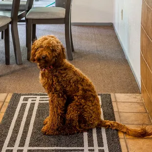 We are pet friendly!