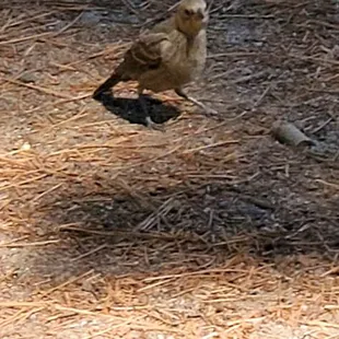 A cute little bird. There were a bunch. I fed this little guy.