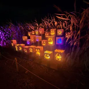 Jack o lanterns