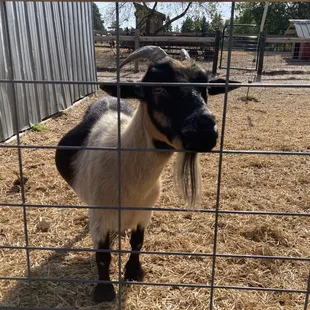 Petting zoo