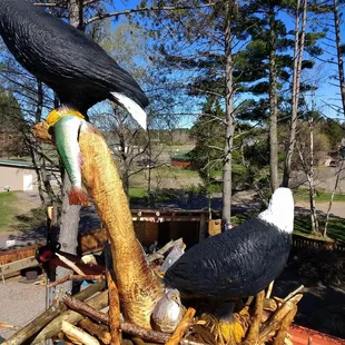 two bald eagles on a log