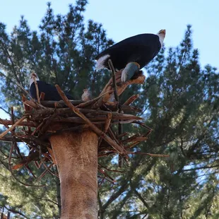 a bird sitting on top of a nest