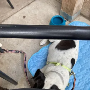 Our pup chillin on the patio