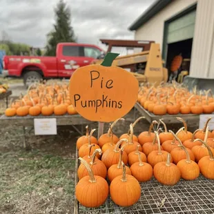 Pie pumpkins