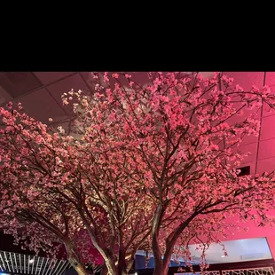 Novr 2022 Cherry blossom trees at the pink Buddha