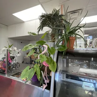 Plants