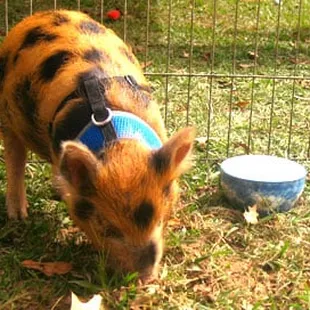 Baby pig at the pedding zoo