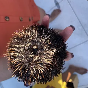 Sea Urchin that Jamie Caught
