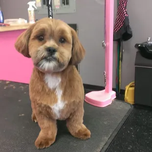 Pet Grooming for your dog.