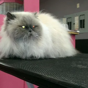 Cat grooming is also available