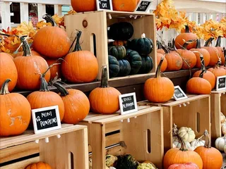 Katiebug's Sips & Sweets