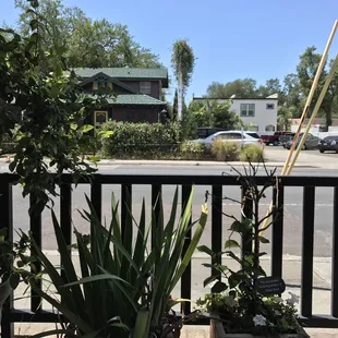 potted plants on a balcony
