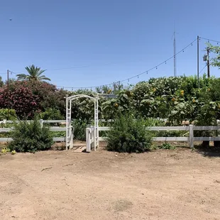 They have HUGE Sunflowers