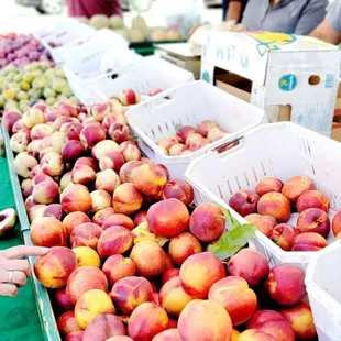  variety of peaches