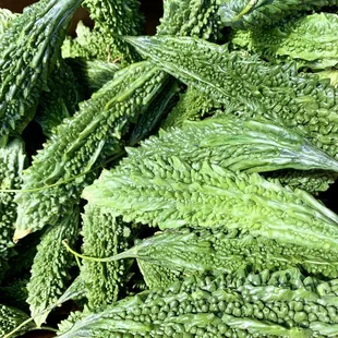 Indian Bittermelon