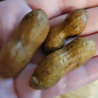 Boiled Peanuts