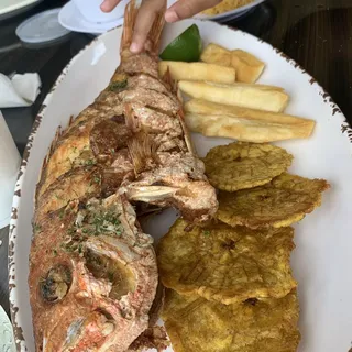 Red Snapper