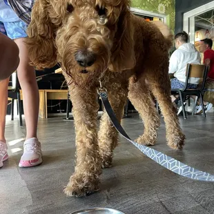 a poodle standing next to a bowl of water