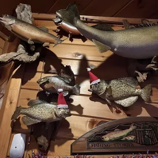 Fish awaiting the holidays !