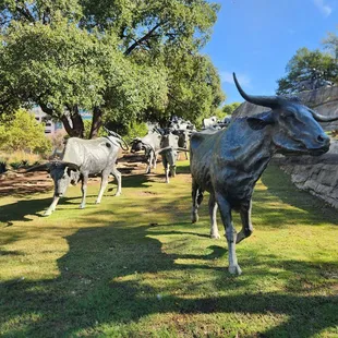 Pioneer cattle drive