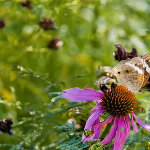 🏞️Pioneers Park Nature Center🏞️