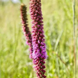 🏞️Pioneers Park Nature Center🏞️