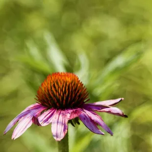 🏞️Pioneers Park Nature Center🏞️