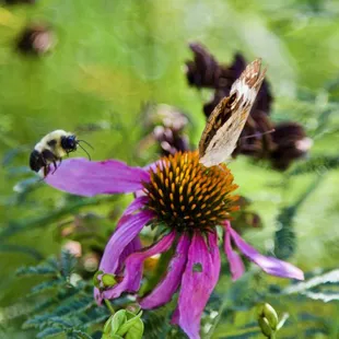 🏞️Pioneers Park Nature Center🏞️