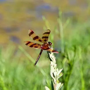 🏞️Pioneers Park Nature Center🏞️
