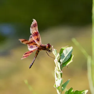 🏞️Pioneers Park Nature Center🏞️