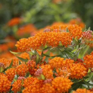 Orange Flowers