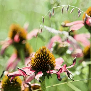 🏞️Pioneers Park Nature Center🏞️