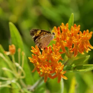 🏞️Pioneers Park Nature Center🏞️
