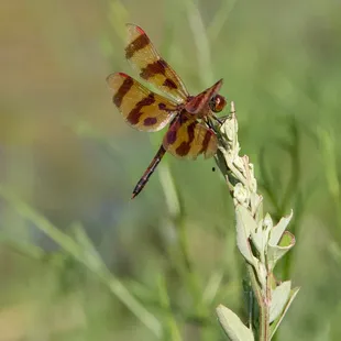 🏞️Pioneers Park Nature Center🏞️