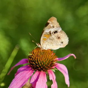 🏞️Pioneers Park Nature Center🏞️