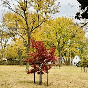 I just love Pipal Parks trees!
