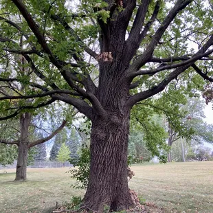 I love this tree!