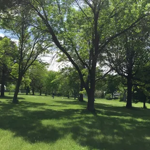 Lots of trees