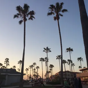 Beautiful palm trees!