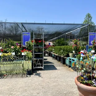 a variety of plants