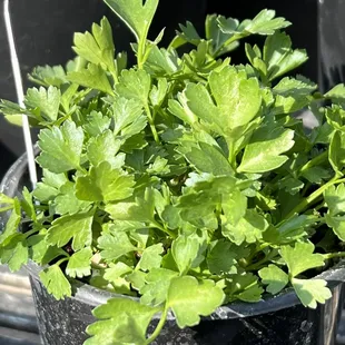 a potted plant