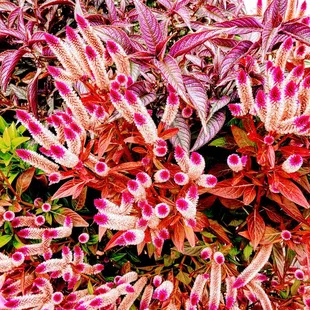 Potted plants