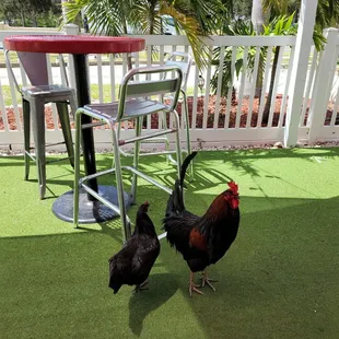 Two wild chickens decided to join us for lunch.  I understand why some people would be upset by this, but they were comical.