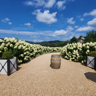 a path lined with hydrants