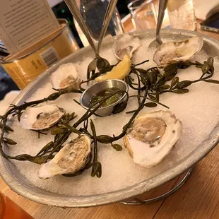 Oysters