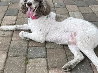 Nassau Humane Society Dog Park