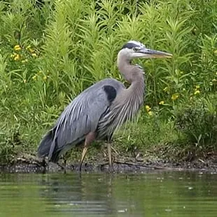 one of our resident birds, just so happens to be one of the biggest in North America, the Great Blue Heron