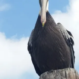 the white pelican , another migratory bird we get to see on our boat rides
